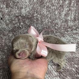 Osaka - Chocolate Pomeranian puppy in Smithville, Texas from Lafary Poms