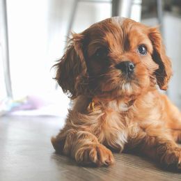 Cavalier King Charles Spaniel, Cavapoo, and Poodle Puppies from Golden Hour Cavapoos