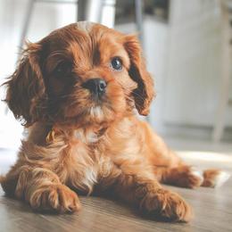 Cavalier King Charles Spaniel, Cavapoo, and Poodle Puppies from Golden Hour Cavapoos