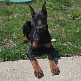 Lindi - Black and rust female Doberman Pinscher puppy in China Township, Michigan from Snell's Superior Kennel Dobermann & GSP