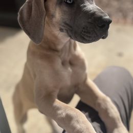 Great Dane Puppies from Leslie Woodard's Great Danes