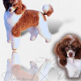 Australian Shepherds, Miniature Australian Shepherds, and Poodles from Sassy Lil Aussies and Diamond W Poodles