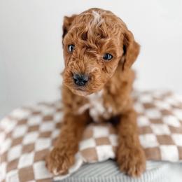 Hoops - Red  male Goldendoodle puppy in Jamestown, Kentucky from Milk & Honey Doodles