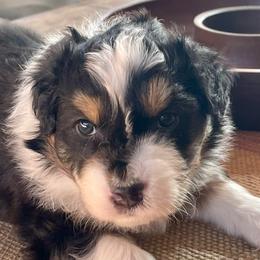 Gunther - Black tri-color male Australian Shepherd puppy in Martha’s Vineyard, Massachusetts from Cranberry Hill Aussies