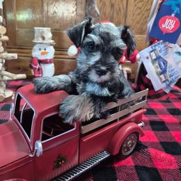 Kris - Black and silver male Miniature Schnauzer puppy in Fountain City, Indiana from Bearded Dynasty Schnauzers