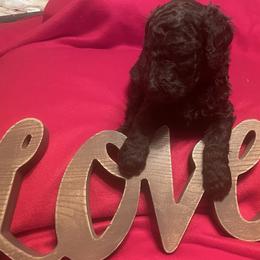 Coco Chanel (formerly Goldie) has found her furever home - Brown female Poodle puppy in Mechanicsburg, Pennsylvania from Ashton’s Standards