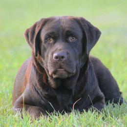 Ladybug - Chocolate female Labrador Retriever puppy in Morriston, Florida from Penny Lane Labradors