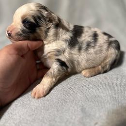 Socks - Blue merle male Miniature Australian Shepherd puppy in Mount Airy, Georgia from North Georgia Gems