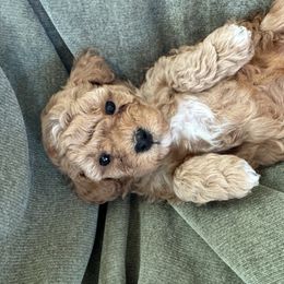 Bingo - Cream female Poodle puppy in Chipley, Florida from Nokoluma