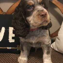 English Springer Spaniel Puppies from River’s Edge ~ English Springer Spaniels