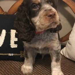 English Springer Spaniel Puppies from River’s Edge ~ English Springer Spaniels