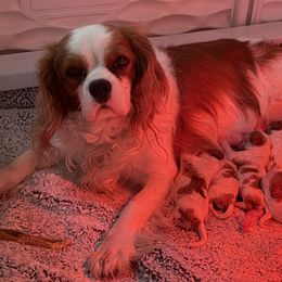 Cavalier King Charles Spaniel Puppies from Ridgefield Cavaliers