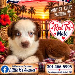 Cove - Red tri male Miniature Australian Shepherd puppy in Nashville, Tennessee from Little B’s Aussies