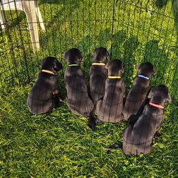 Labrador Retrievers from 3 Springs Kennel