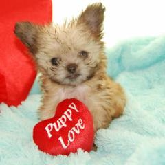 Mi-Ki Puppies from Orlando Mi-Kis