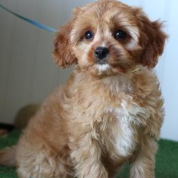 Sage - Red female Cavapoo puppy in Springtown, Texas from North Texas Puppies