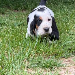 Pink collar - Black tan and white female Basset Hound puppy in Manchester, Tennessee from Middle TN Leopard Catahoulas and Middle TN Bassett Hounds