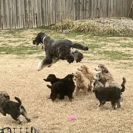 Poodle Puppies from Cosmic Caliber Standard Poodles