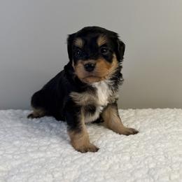 Hans - Black tri-color male Aussiedoodle puppy in Adams, Nebraska from Boxcar Doodles and Poodles