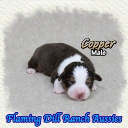 Copper - Red tri male Toy Australian Shepherd puppy in Forestburg, Texas from Flaming Dill Ranch Aussies