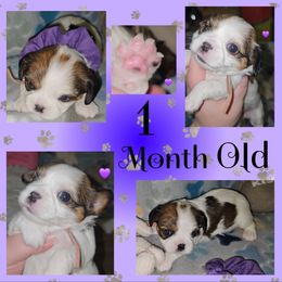 Coco - Brindle and white female Cavatzu puppy in Sandy, Utah from Pulley Puppies