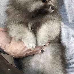 Tia boy 1 - Wolf sable male Pomeranian puppy in Turnersville, New Jersey from MK Exquisite Poms