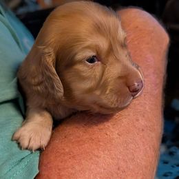 Latte - Cream male Dachshund puppy in Kitty Hawk, North Carolina from Dare Devil Dachshunds