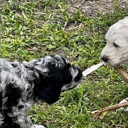 Goldendoodle Puppies from Bianca Bleu Goldendoodles