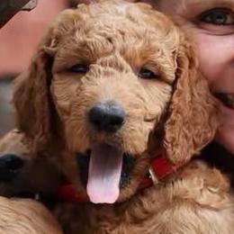Stormy - Red collar - Red  male Goldendoodle puppy in Puyallup, Washington from Dawnie’s Doodles