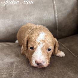 Spider Man-Brown - Red  male Goldendoodle puppy in Asheboro, North Carolina from Southern Bred Pups