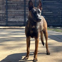 Aldo - Black brindle male Dutch Shepherd puppy in San Jose, California from Brandon's Dutch Shepherds
