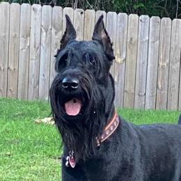 Paris - Giant Schnauzer