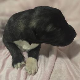 Anatolian Shepherd Dog Puppies from Florida Anatolian Shepherds