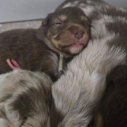 Mint collar girl - Red tri-color female Australian Shepherd puppy in Rainsville, Alabama from Chaparro Farm