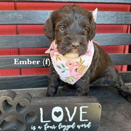 Ember - Chocolate female Australian Labradoodle puppy in Citrus Heights, California from Elite Blend Labradoodles