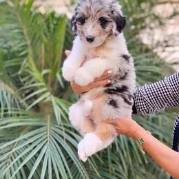 Aussiedoodle, Bernedoodle, Goldendoodle, and Poodle Puppies from Teddy Doodles & Standard Poodles