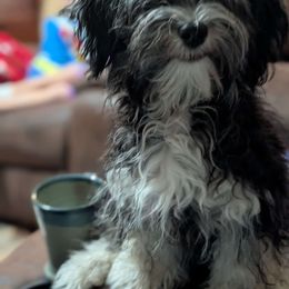 Tamatoa - Havanese puppy from Third Coast Havanese
