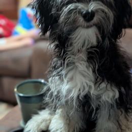 Tamatoa - Havanese puppy from Third Coast Havanese