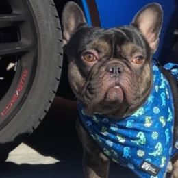 French Bulldogs from Ashley's Frenchies