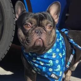 French Bulldogs from Ashley's Frenchies