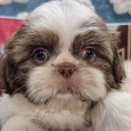 RIYAN - Liver and white male Shih Tzu puppy in Candler, North Carolina from Pup-Tzu WNC