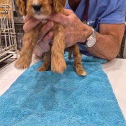 Cavapoo puppies from Kingdom Bound By Design