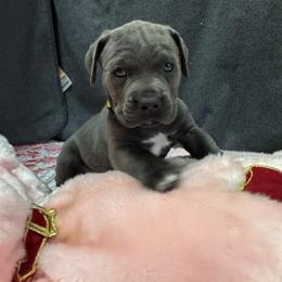 Maroon - Gray female Cane Corso puppy in Crawfordsville, Indiana from Silverstone Cane Corso