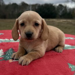 Girl 1 - Red female Dachshund puppy in Defuniak Springs, Florida from Anastasia Knight's Cocker Spaniels