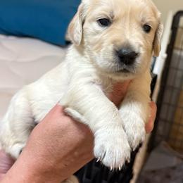 Yellow collar - Light golden female Golden Retriever puppy in Indianapolis, Indiana from ZuGolden Retrievers & Doodles