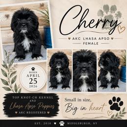 Cherry - Black female Lhasa Apso puppy in Middleburgh, New York from Top Knotch