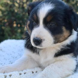 Australian Shepherd Puppies from Hillside Aussies