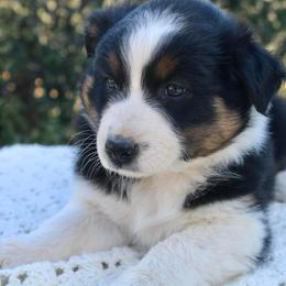 Australian Shepherd Puppies from Hillside Aussies