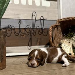 Dachshund Puppies from Monroe’s Hillcrest Dachshunds
