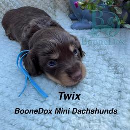 Twix - Chocolate and cream female Dachshund puppy in Lexington, Oklahoma from BooneDox Miniature Dachshunds